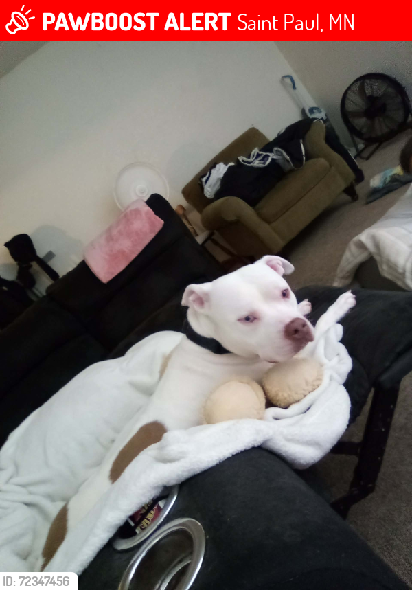 Lost Female Dog last seen Near Wilson avenue, Saint Paul, MN 55106