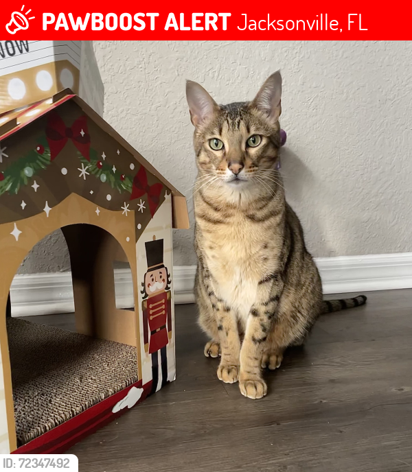 Lost Male Cat last seen Peerless Ln W. and Stanley Steamer, Jacksonville, FL 32246
