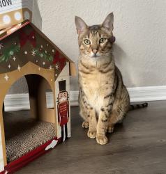 Lost Male Cat last seen Peerless Ln W. and Stanley Steamer, Jacksonville, FL 32246