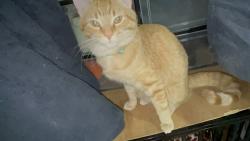 Lost Male Cat last seen Mart Teague st   Old Hwy 72 bypass, Mountville, SC 29332