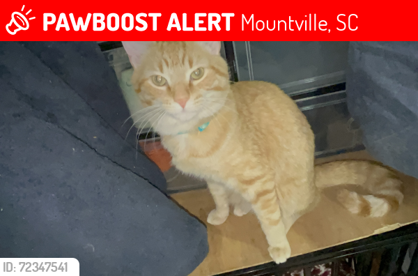 Lost Male Cat last seen Mart Teague st   Old Hwy 72 bypass, Mountville, SC 29332