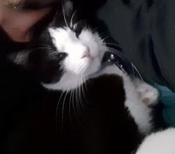 Lost Male Cat last seen Near pioneer street, zillmere, Zillmere, QLD 4034