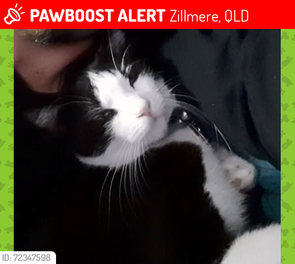 Lost Male Cat last seen Near pioneer street, zillmere, Zillmere, QLD 4034