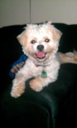 Lost Female Dog last seen Martin Luther king Ave SE, Washington, DC 20032