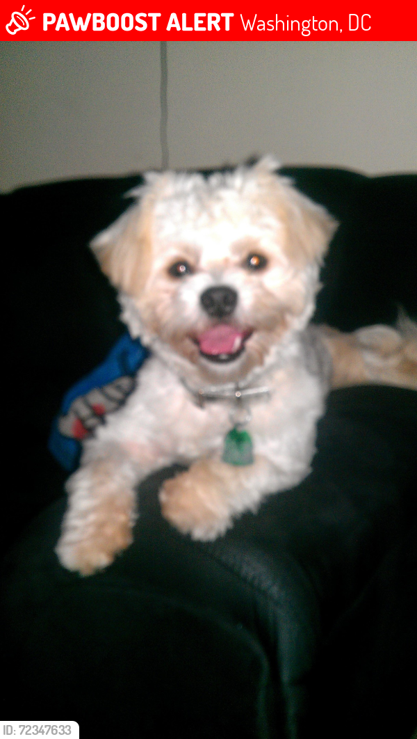 Lost Female Dog last seen Martin Luther king Ave SE, Washington, DC 20032