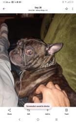 Lost Male Dog last seen Sheridan and 32, Denver, CO 80212
