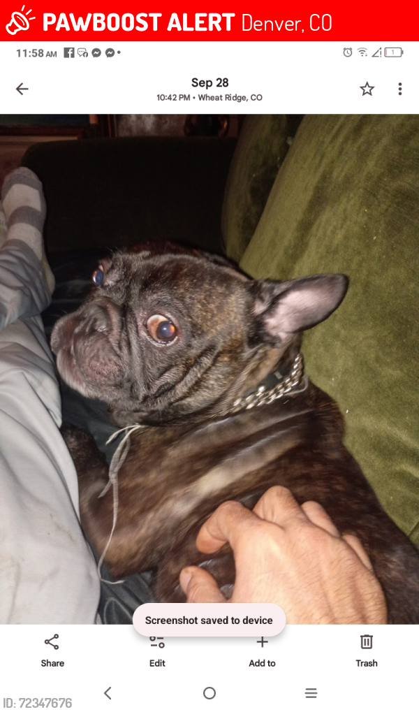 Lost Male Dog last seen Sheridan and 32, Denver, CO 80212