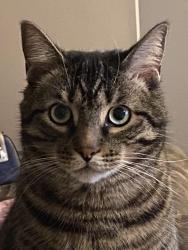 Lost Male Cat last seen Pebble Beach Cove, Lake Erie Shores, OH 44077