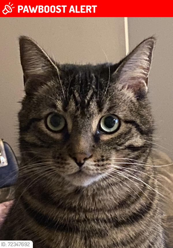 Lost Male Cat last seen Pebble Beach Cove, Lake Erie Shores, OH 44077