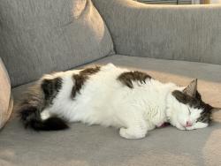 Lost Female Cat last seen Beachwalk area, near cold stone creamery, Saint Johns, FL 32259