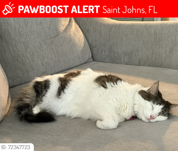 Lost Female Cat last seen Beachwalk area, near cold stone creamery, Saint Johns, FL 32259