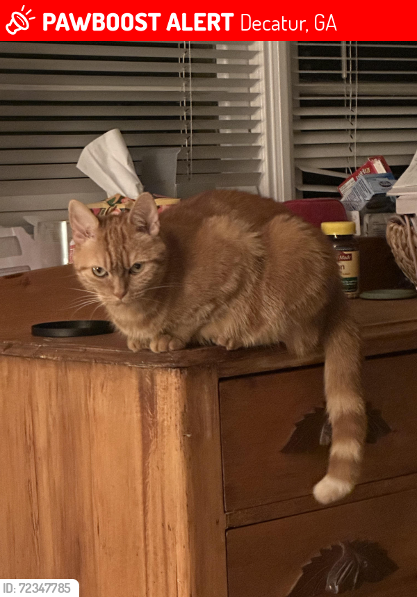Lost Female Cat last seen East lake road and Ponce de leon, Decatur, GA 30030