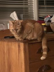 Lost Female Cat last seen East lake road and Ponce de leon, Decatur, GA 30030