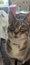 Lost Male Cat last seen Miller and Southern, Buckeye Az, Buckeye, AZ 85326