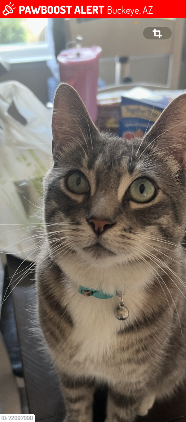 Lost Male Cat last seen Miller and Southern, Buckeye Az, Buckeye, AZ 85326