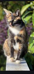 Lost Female Cat last seen George ferguson and hemlock crescent , Abbotsford, BC V2S 0K4