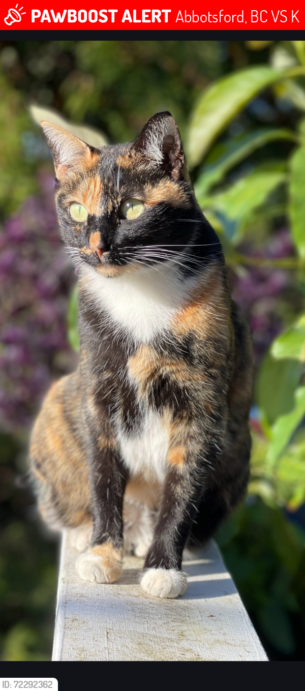 Lost Female Cat last seen George ferguson and hemlock crescent , Abbotsford, BC V2S 0K4