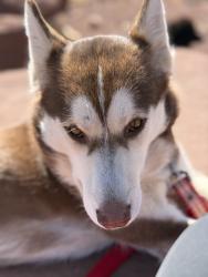 Lost Female Dog last seen Reservation line on Leupp rd to Rl Paso Gas station plant mile marker 8 Leupp Rd, Leupp, AZ 86047