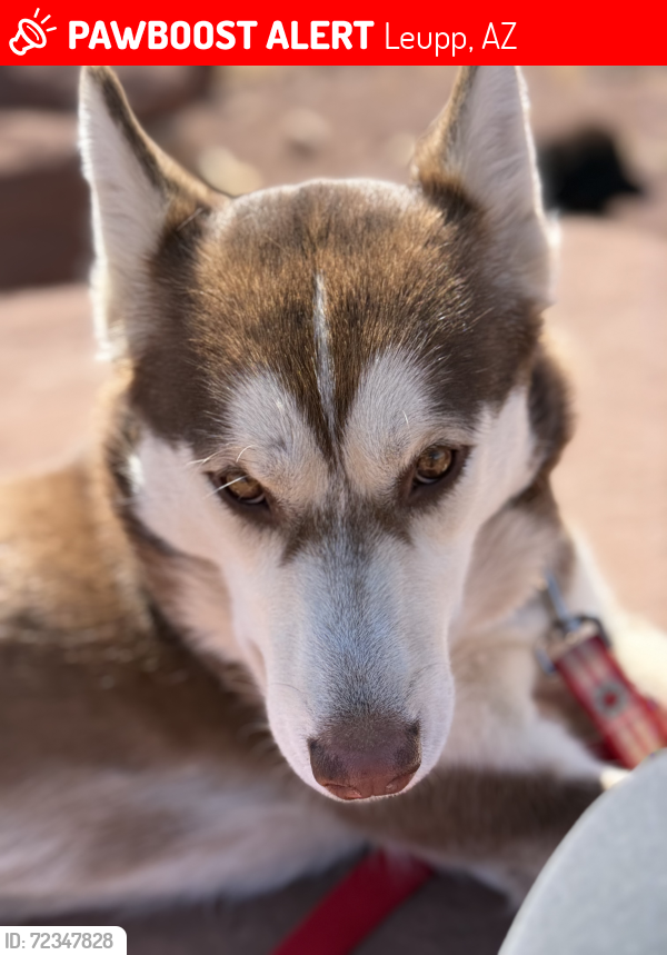 Lost Female Dog last seen Reservation line on Leupp rd to Rl Paso Gas station plant mile marker 8 Leupp Rd, Leupp, AZ 86047