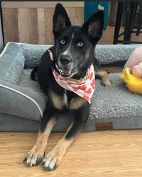 Lost Female Dog last seen Eubank Dr & Huntridge Dr , Austin, TX 78758