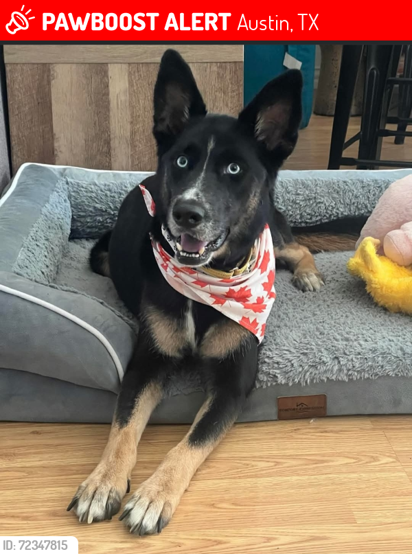 Lost Female Dog last seen Eubank Dr & Huntridge Dr , Austin, TX 78758