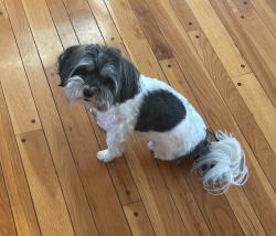 Lost Female Dog last seen 141st & West Rd Carmel, IN, Carmel, IN 46074