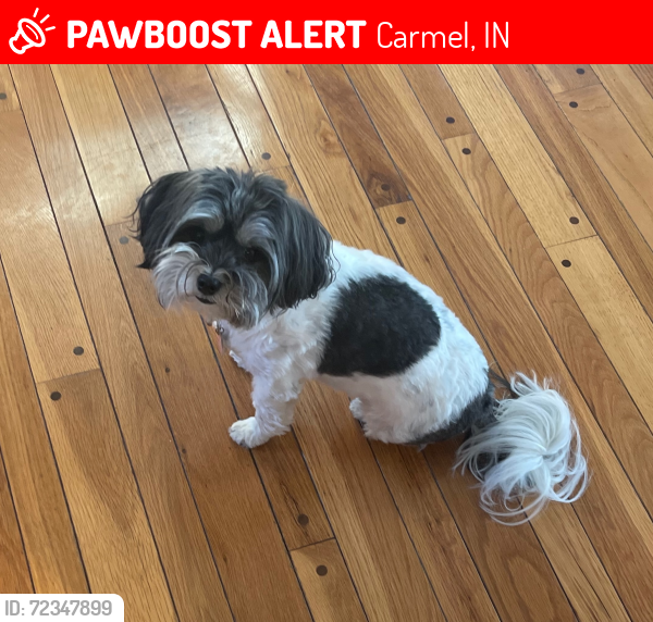 Lost Female Dog last seen 141st & West Rd Carmel, IN, Carmel, IN 46074