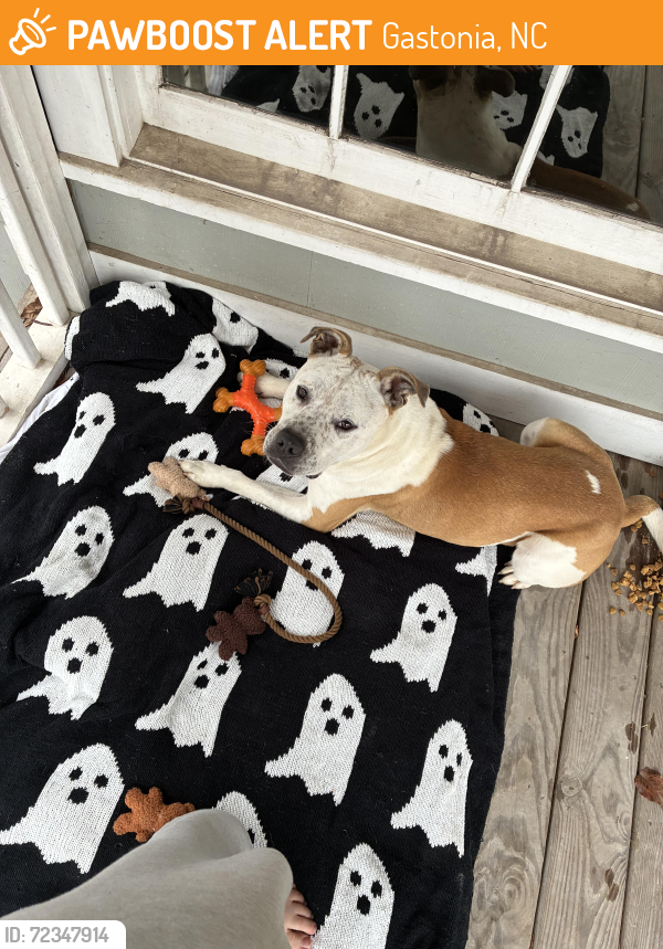 Found/Stray Male Dog last seen At my front door/ porch , Gastonia, NC 28052