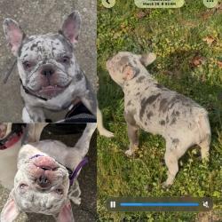 Lost Female Dog last seen Ivey rd/Queen Mill rs, Mableton, GA 30126
