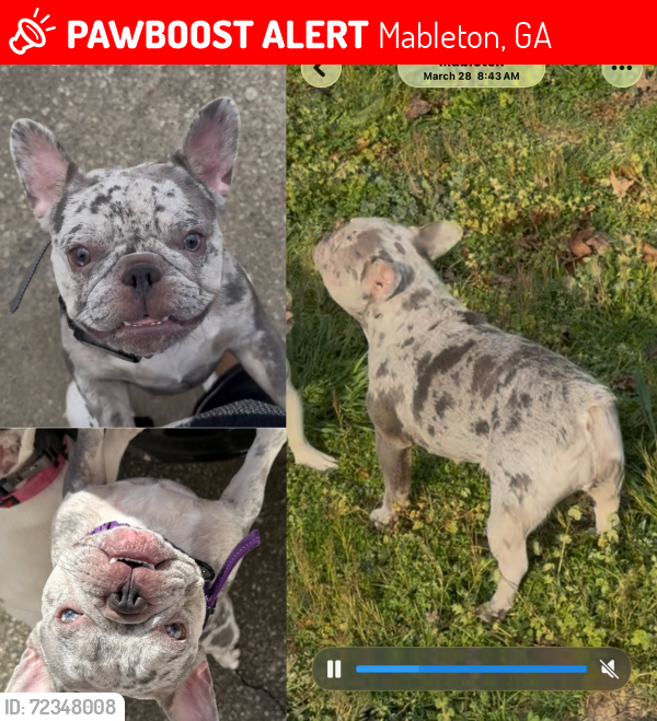 Lost Female Dog last seen Ivey rd/Queen Mill rs, Mableton, GA 30126