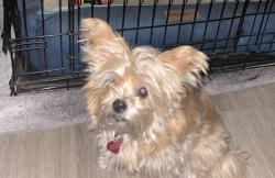 Lost Female Dog last seen Moore Avenue, Parkville, MD 21234, Nottingham, MD 21236