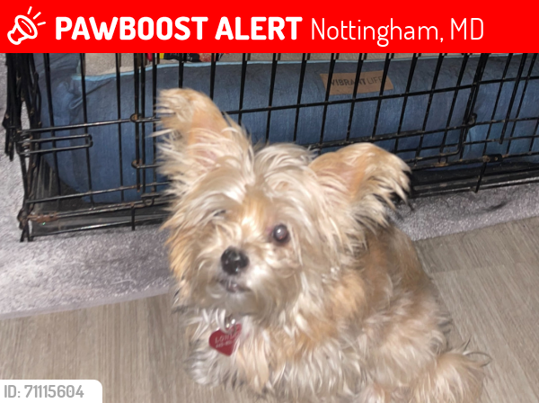 Lost Female Dog last seen Moore Avenue, Parkville, MD 21234, Nottingham, MD 21236