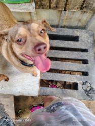 Lost Male Dog last seen Near highway, Reid's marathon service station, , Trafford, AL 35172