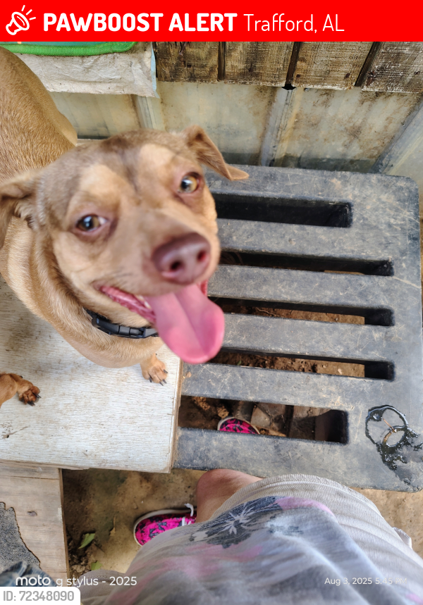 Lost Male Dog last seen Near highway, Reid's marathon service station, , Trafford, AL 35172