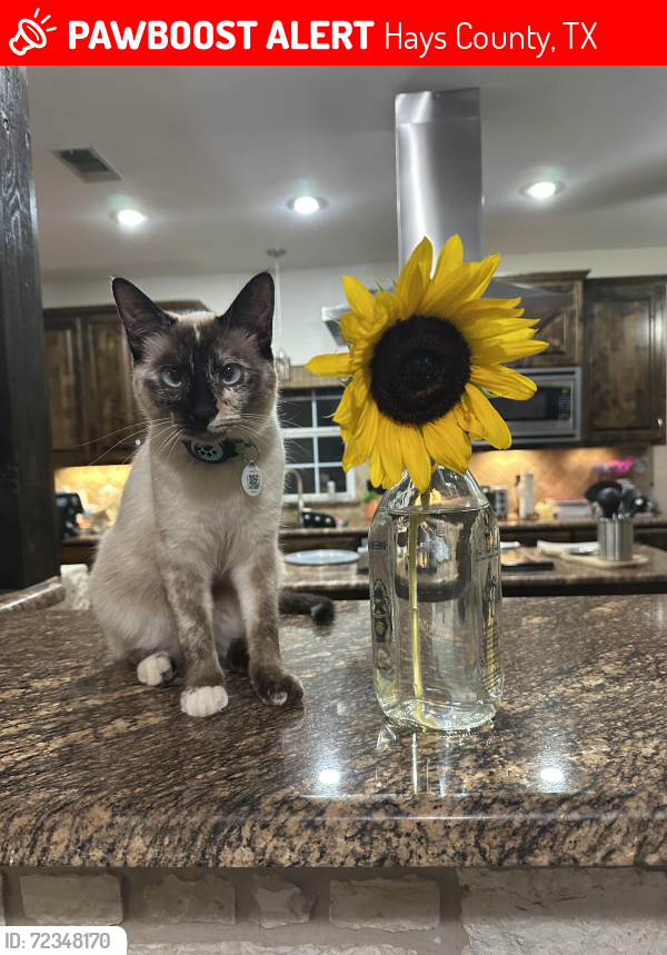 Lost Female Cat last seen Ranch View Trail and Saddle Rock Ridge , Hays County, TX 78676