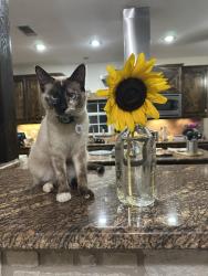 Lost Female Cat last seen Ranch View Trail and Saddle Rock Ridge , Hays County, TX 78676