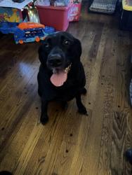 Reunited Unknown Dog last seen Hickory Crest and Kirby Parkway, Memphis, TN 38119
