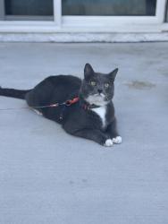 Lost Male Cat last seen Villa drive, Brevard County, FL 32940