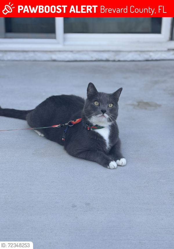 Lost Male Cat last seen Villa drive, Brevard County, FL 32940
