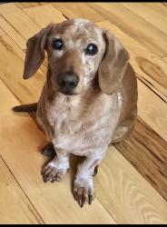 Lost Male Dog last seen Between Dollar General Elliott Family PKWY and Faucett Farms Dawsonville, GA 30534, Dawsonville, GA 30534