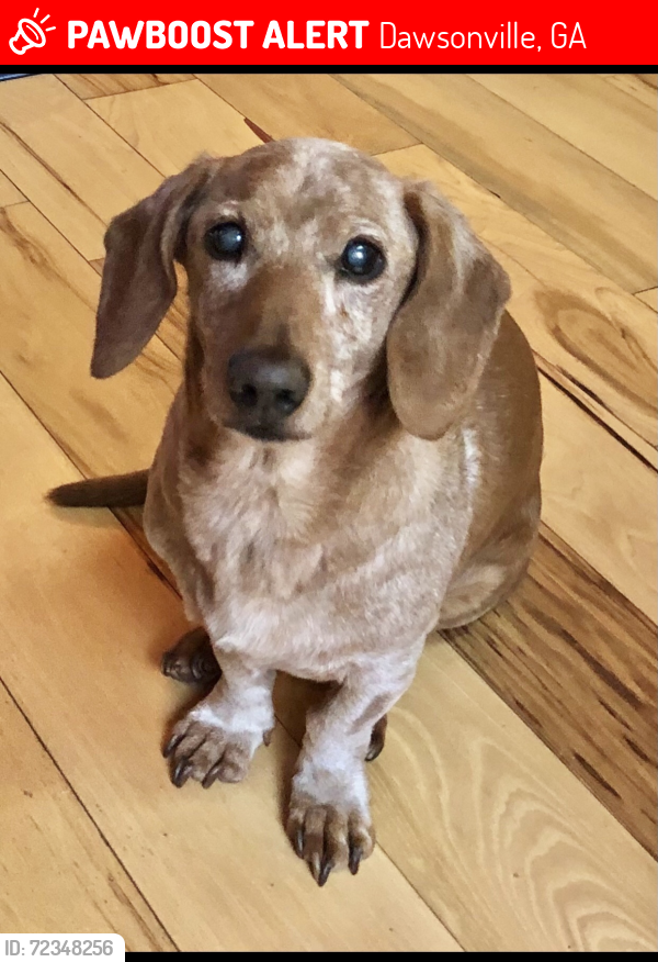 Lost Male Dog last seen Between Dollar General Elliott Family PKWY and Faucett Farms Dawsonville, GA 30534, Dawsonville, GA 30534
