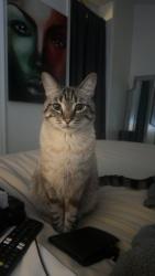 Reunited Male Cat last seen Elizabeth and Colfax, Denver, CO 80206