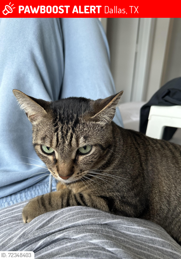 Lost Male Cat last seen Near Bonnie View Road, Dallas , Dallas, TX 75241