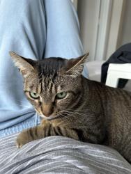 Lost Male Cat last seen Near Bonnie View Road, Dallas , Dallas, TX 75241