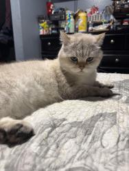 Lost Male Cat last seen Waterman Ave and 2nd street, San Bernardino, CA 92408