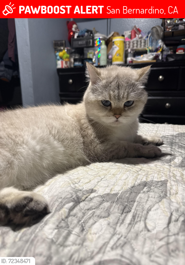 Lost Male Cat last seen Waterman Ave and 2nd street, San Bernardino, CA 92408