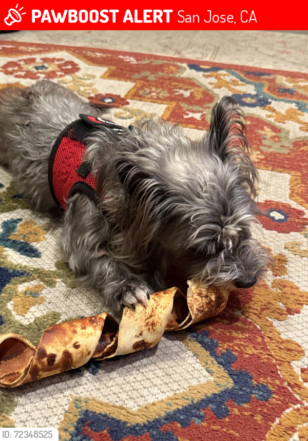 Lost Male Dog last seen Windmill ct, San Jose, CA 95121