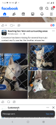 Lost Female Dog last seen Seattle street west, Rainier, WA 98576