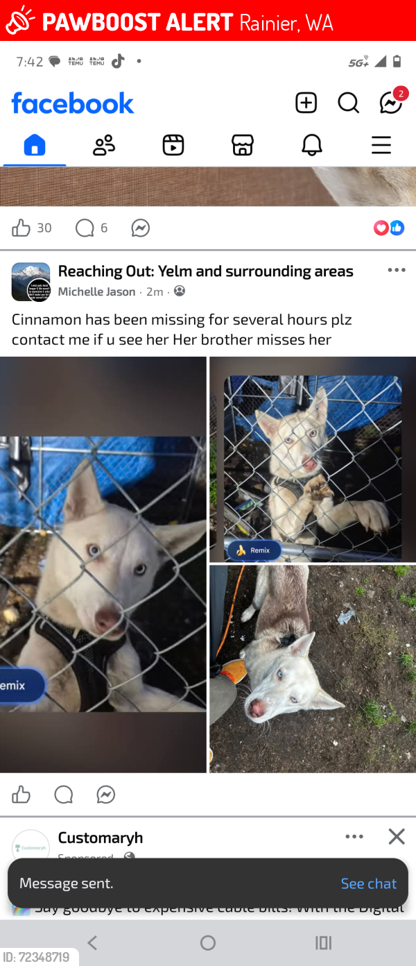 Lost Female Dog last seen Seattle street west, Rainier, WA 98576
