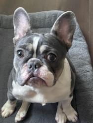 Lost Female Dog last seen Central or north side dr., Fort Worth, TX 76164
